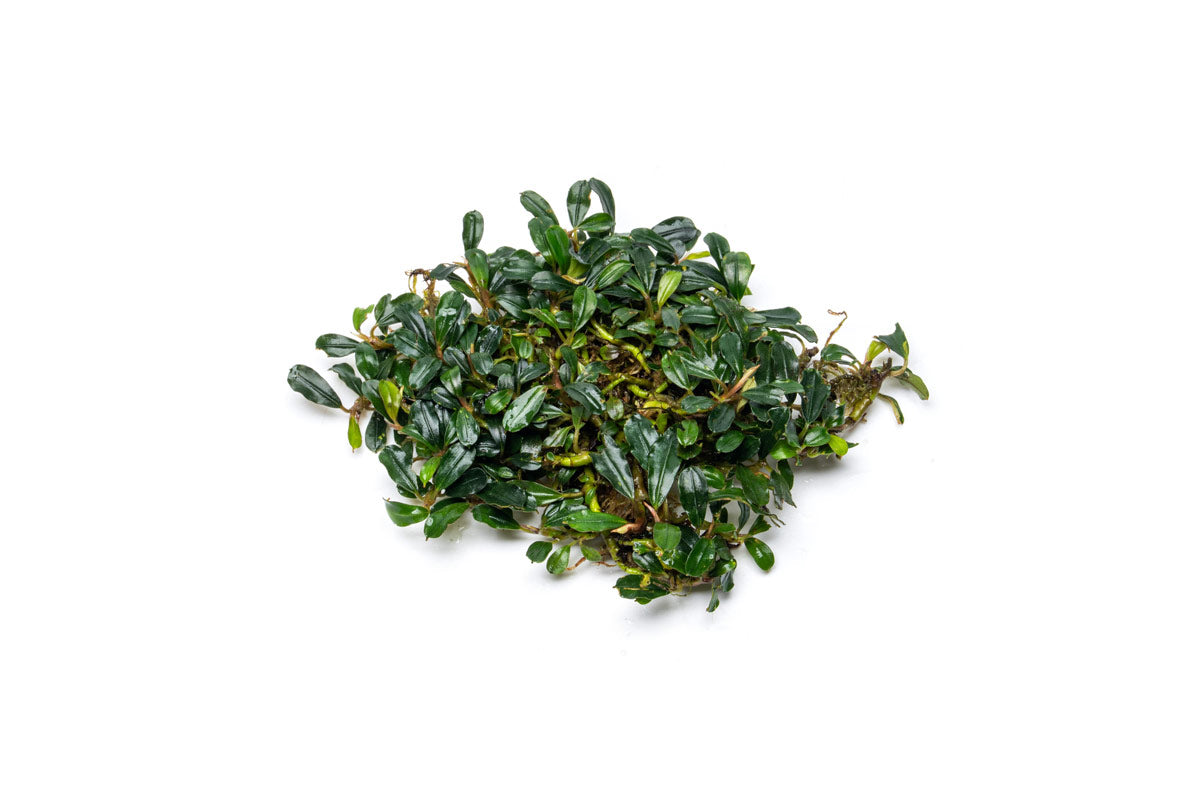 Bucephalandra Purple Blue - Aquascaping Plant — Buce Plant