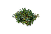 Bucephalandra Purple Blue Bucephalandra - Buce Plant