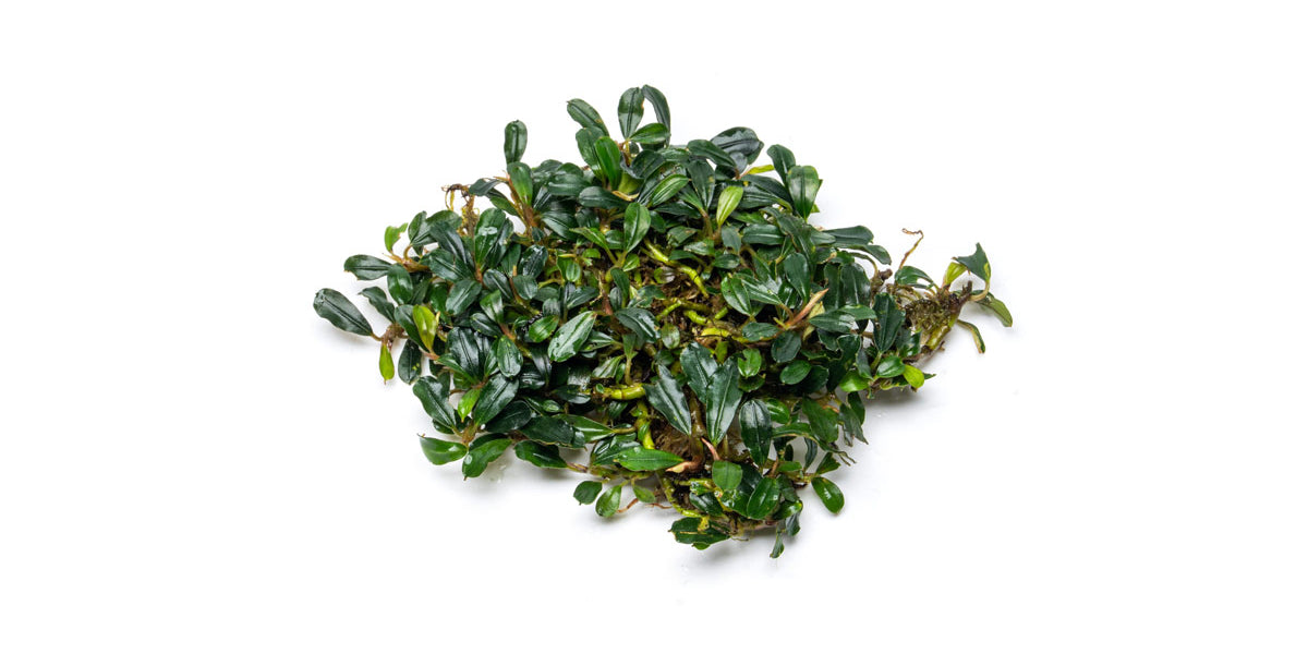 Bucephalandra Purple Blue - Aquascaping Plant — Buce Plant