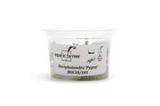 Bucephalandra 'Pygmy' Aquatic Farmer Tissue Culture Tissue Culture - Buce Plant