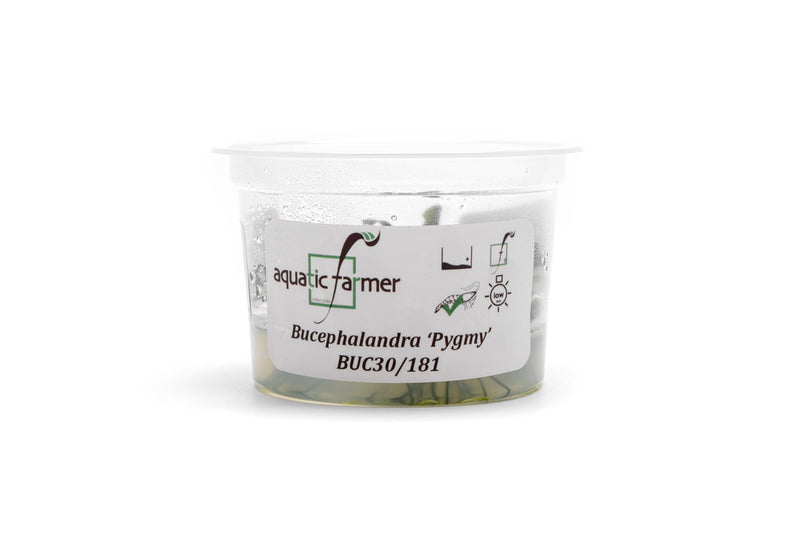 Bucephalandra 'Pygmy' Aquatic Farmer Tissue Culture Tissue Culture - Buce Plant