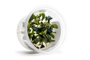 Bucephalandra 'Pygmy' Aquatic Farmer Tissue Culture Tissue Culture - Buce Plant