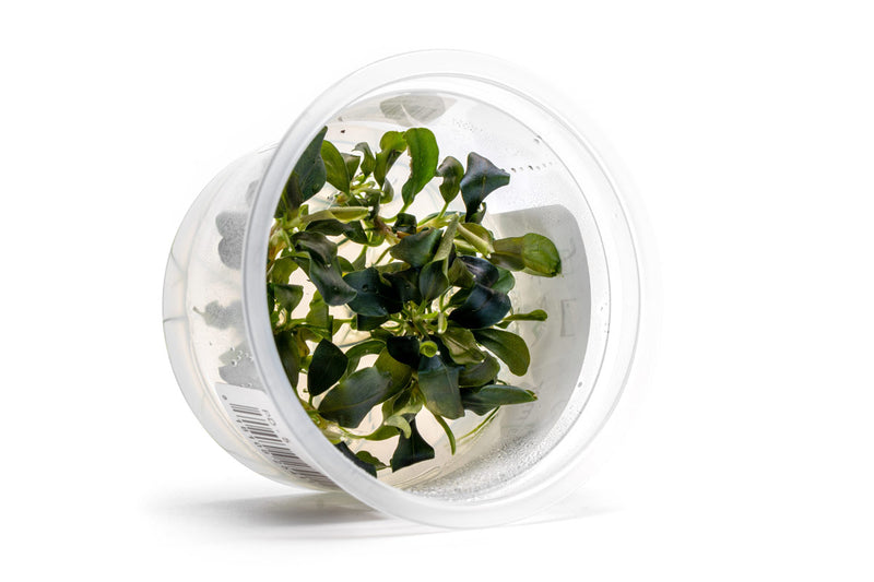 Bucephalandra 'Pygmy' Aquatic Farmer Tissue Culture Tissue Culture - Buce Plant