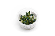 Bucephalandra 'Pygmy' Aquatic Farmer Tissue Culture Tissue Culture - Buce Plant