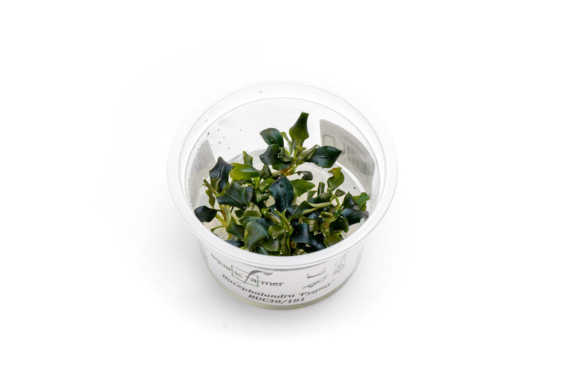 Bucephalandra 'Pygmy' Aquatic Farmer Tissue Culture Tissue Culture - Buce Plant
