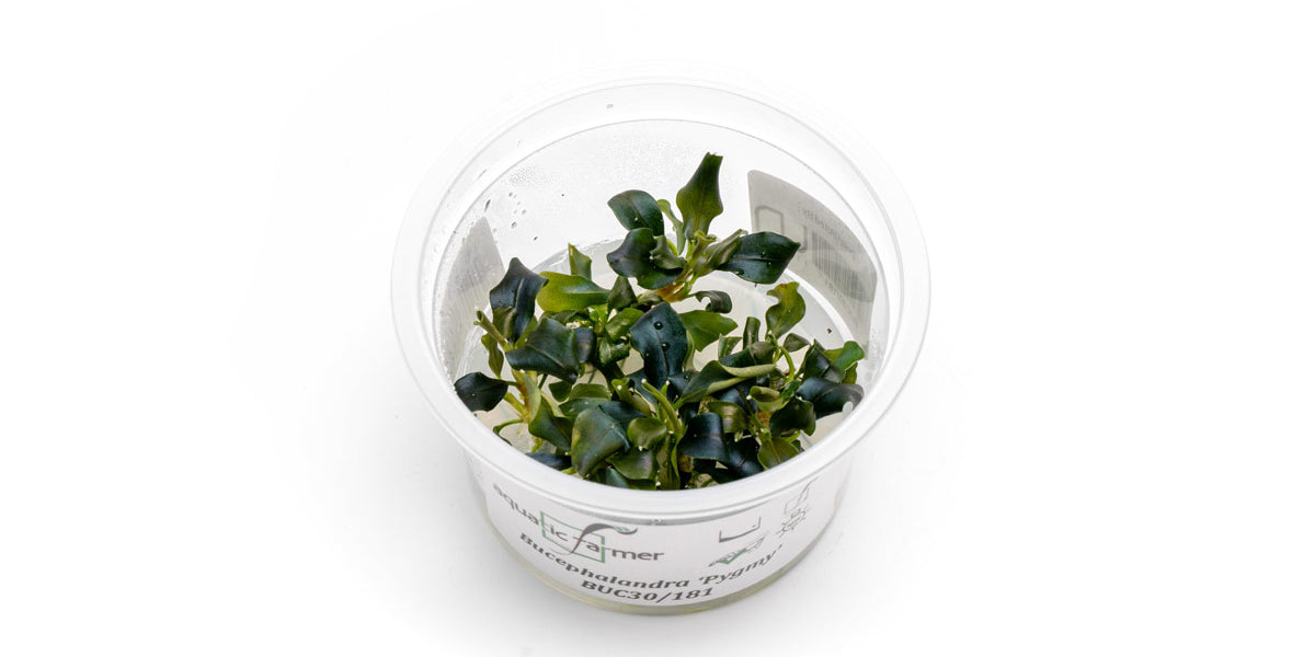 Bucephalandra 'Pygmy' Aquatic Farmer Tissue Culture - Buce Plant