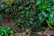Bucephalandra Pygmy UNS Tissue Culture Aquatic Plant - Buce Plant