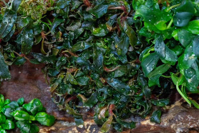 Bucephalandra Pygmy UNS Tissue Culture Aquatic Plant - Buce Plant