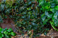 Bucephalandra Pygmy aquatic plant in UNSTC tissue culture, small green leaves with delicate roots, suitable for freshwater aquariums.