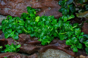 Bucephalandra 'Pygmy' Aquatic Farmer Tissue Culture Tissue Culture - Buce Plant