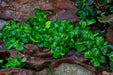 Bucephalandra Pygmy UNS Tissue Culture