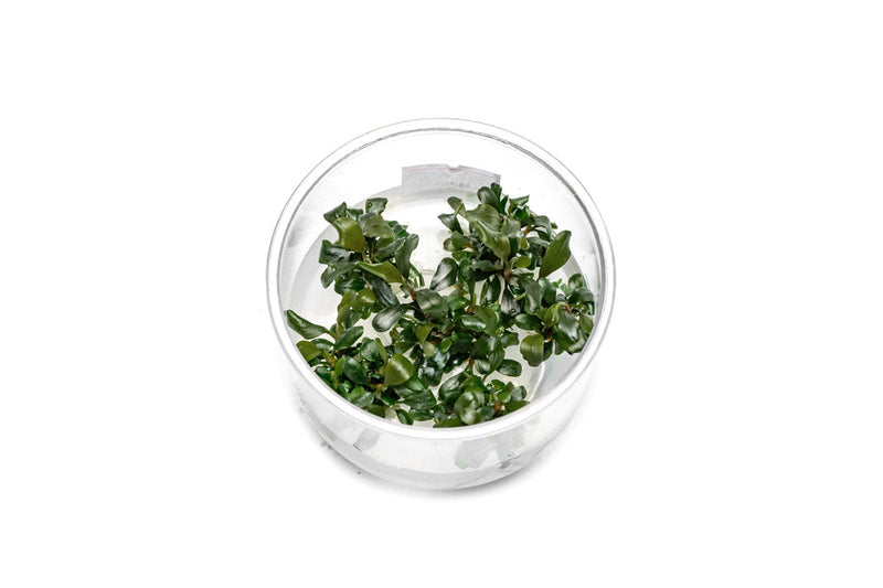 Bucephalandra Pygmy UNS Tissue Culture Aquatic Plant - Buce Plant