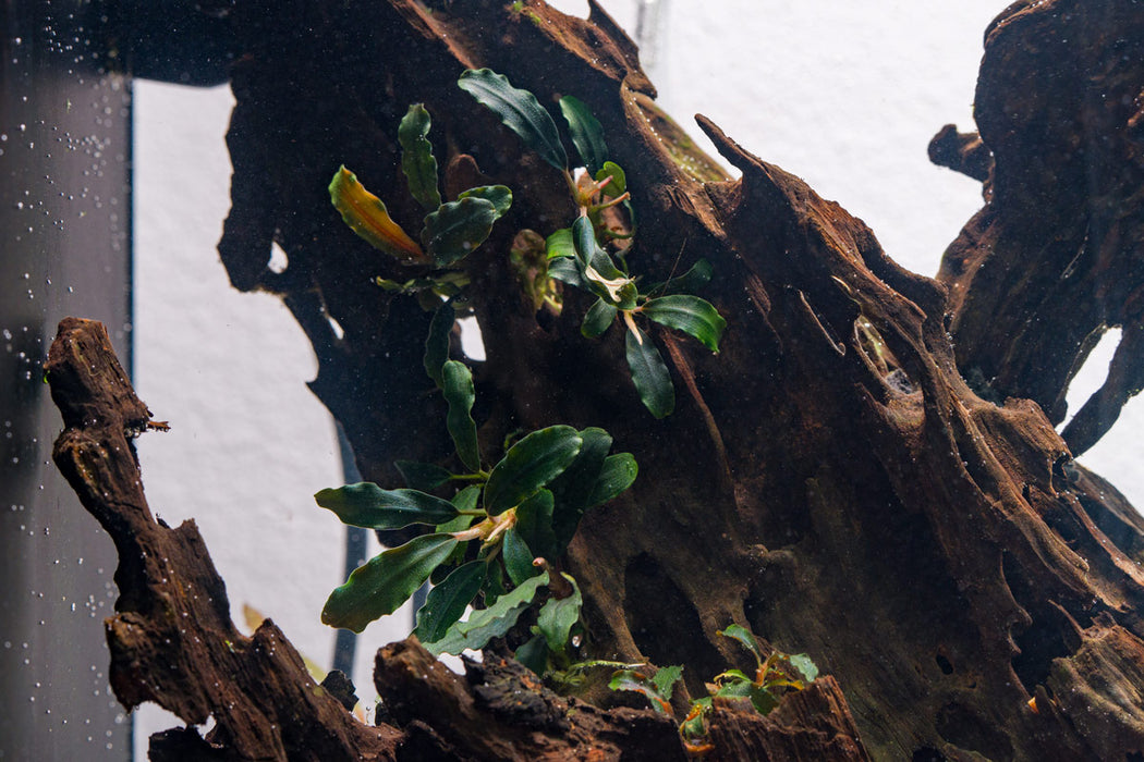 Bucephalandra Rainbow Marble Pot (Farmed)