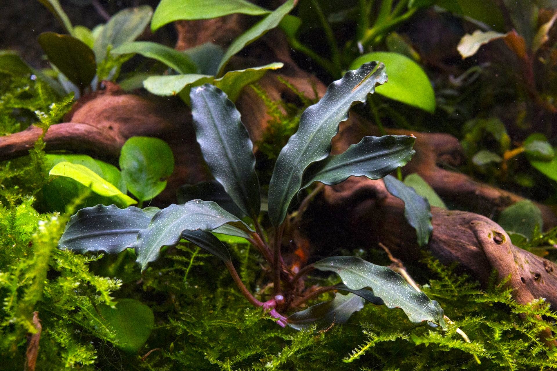 Bucephalandra Red Blade - Aquascaping Plant — Buce Plant