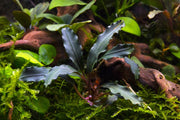 Bucephalandra Red Blade Pot Bucephalandra - Buce Plant