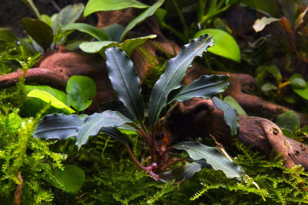 Bucephalandra Red Blade Pot