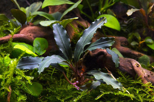 Bucephalandra Red Blade Pot Bucephalandra - Buce Plant