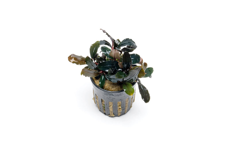 Bucephalandra Red Central