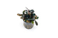 Bucephalandra Red Central
