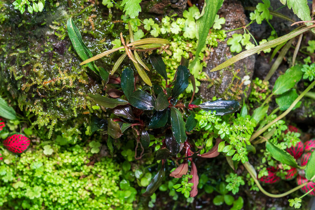 Bucephalandra Red Central