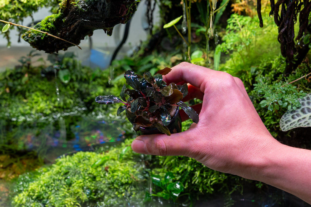 Bucephalandra Red Central