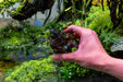 Bucephalandra Red Central
