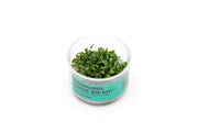 Bucephalandra Sanggau Mini Wavy UNS Tissue Culture Aquatic Plant - Buce Plant
