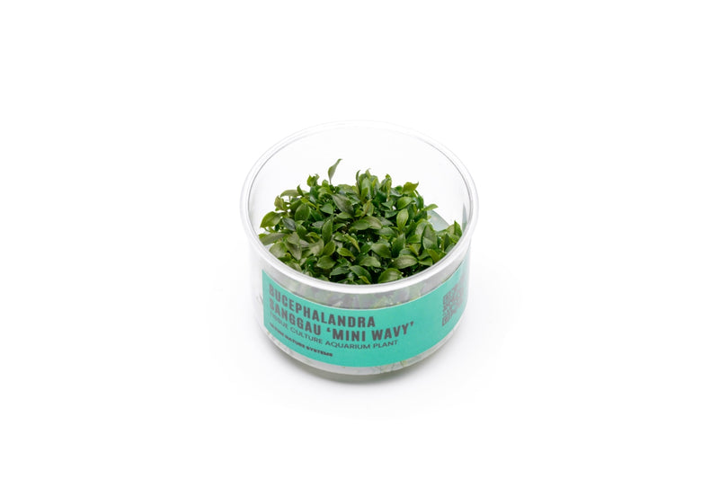 Bucephalandra Sanggau Mini Wavy UNS Tissue Culture Aquatic Plant - Buce Plant