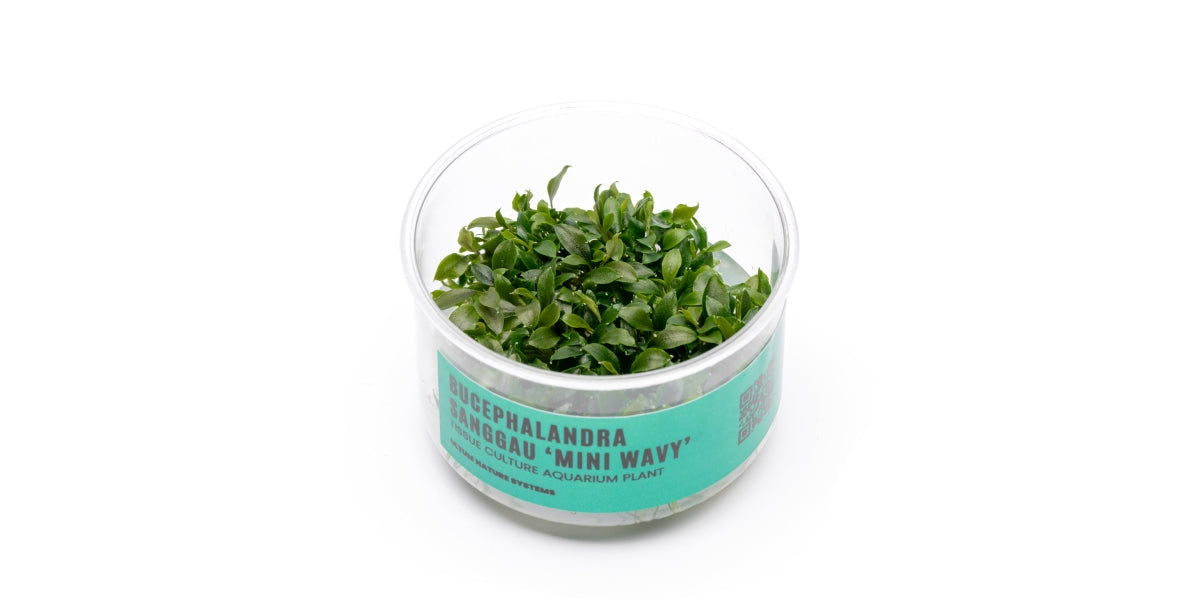 Bucephalandra Sanggau Mini Wavy UNS Tissue Culture Aquarium Plant