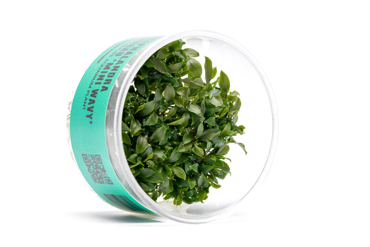 Bucephalandra Sanggau Mini Wavy UNS Tissue Culture Aquarium Plant