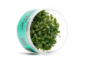 Bucephalandra Sanggau Mini Wavy UNS Tissue Culture Aquatic Plant - Buce Plant