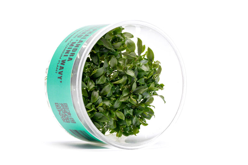 Bucephalandra Sanggau Mini Wavy UNS Tissue Culture Aquatic Plant - Buce Plant