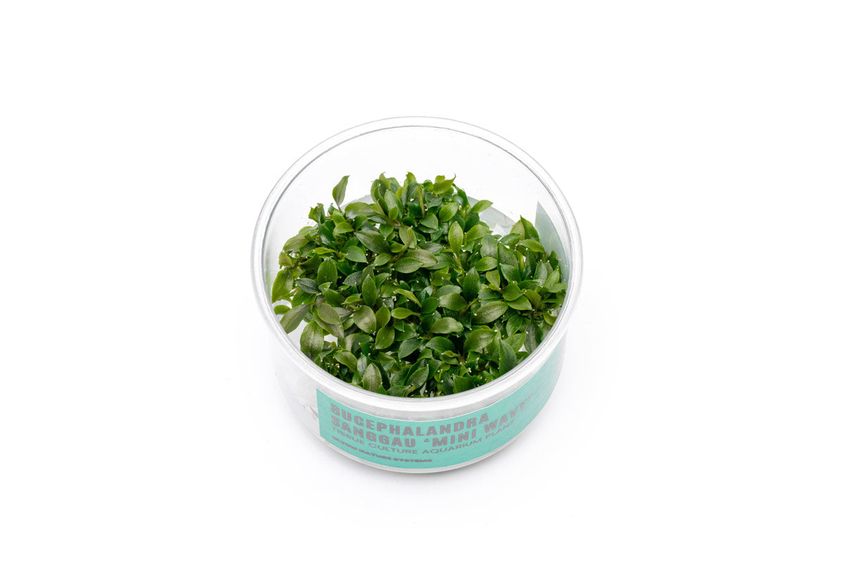 Bucephalandra Sanggau Mini Wavy UNS Tissue Culture Aquarium Plant