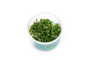 Bucephalandra Sanggau Mini Wavy UNS Tissue Culture Aquatic Plant - Buce Plant