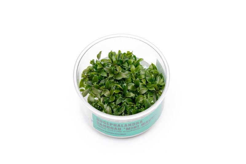 Bucephalandra Sanggau Mini Wavy UNS Tissue Culture Aquatic Plant - Buce Plant