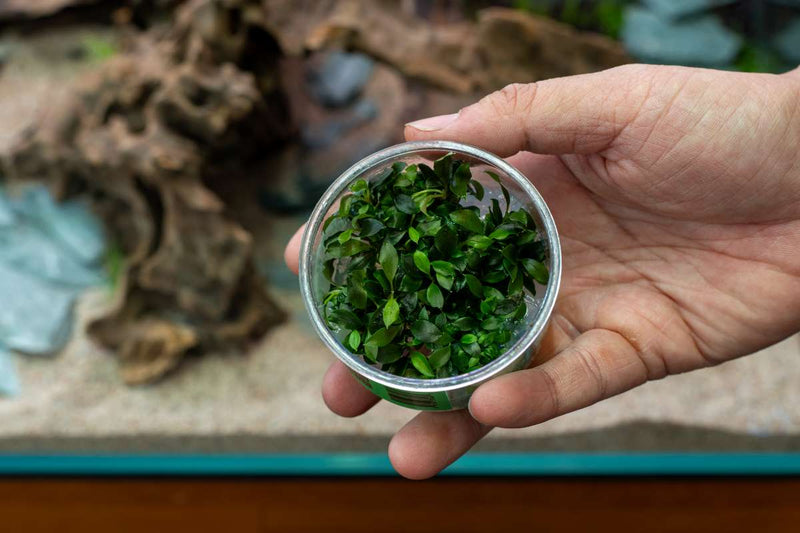 Bucephalandra Sanggau Mini Wavy UNS Tissue Culture Aquatic Plant - Buce Plant