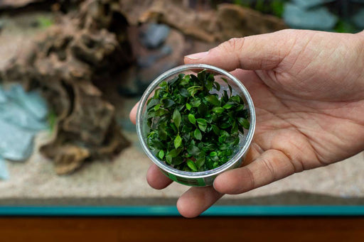 Bucephalandra Sanggau Mini Wavy UNS Tissue Culture