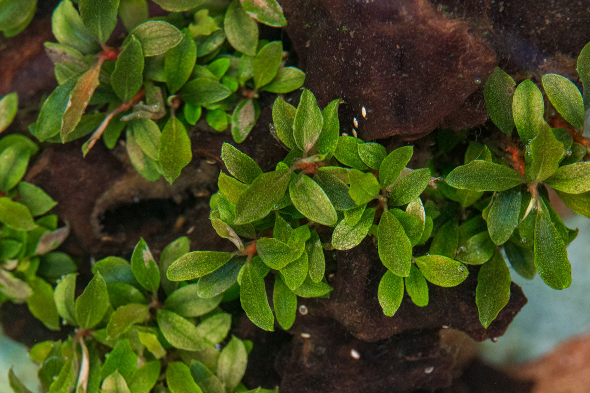 Bucephalandra Sanggau Mini Wavy UNS Tissue Culture Aquarium Plant