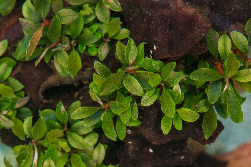 Bucephalandra Sanggau Mini Wavy UNS Tissue Culture Aquatic Plant - Buce Plant