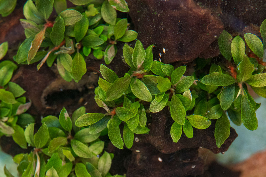 Bucephalandra Sanggau Mini Wavy aquatic plant in UNSTC tissue culture, with small wavy green leaves on a clear background.