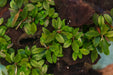 Bucephalandra Sanggau Mini Wavy aquatic plant in UNSTC tissue culture, with small wavy green leaves on a clear background.