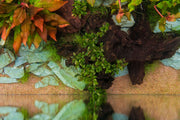 Bucephalandra Sanggau Mini Wavy UNS Tissue Culture Aquatic Plant - Buce Plant