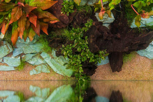 Mini wavy Bucephalandra Sanggau aquatic plant tissue culture from UNSTC, featuring small, wavy green leaves suitable for aquariums.