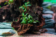 Bucephalandra Sanggau Mini Wavy UNS Tissue Culture