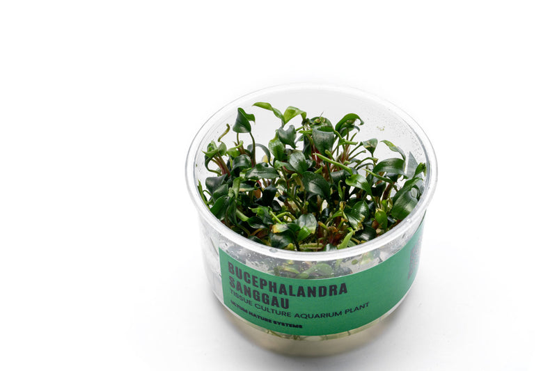 Bucephalandra Sanggau UNS Tissue Culture Aquatic Plant - Buce Plant