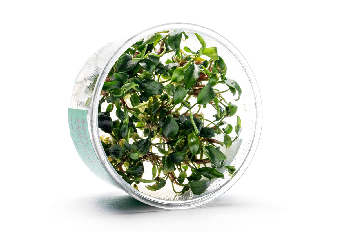 Bucephalandra Sanggau UNS Tissue Culture for Aquariums — Buce Plant