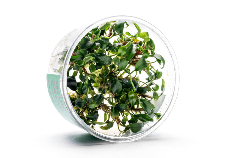 Bucephalandra Sanggau UNS Tissue Culture Aquatic Plant - Buce Plant