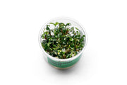 Bucephalandra Sanggau UNS Tissue Culture Aquatic Plant - Buce Plant