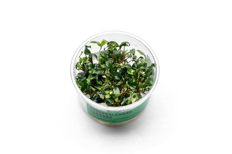 Bucephalandra Sanggau UNS Tissue Culture Aquatic Plant - Buce Plant