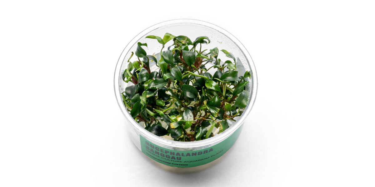 水草 Bucephalandra sp Sanggau bucephalandra-sanggau-uns-